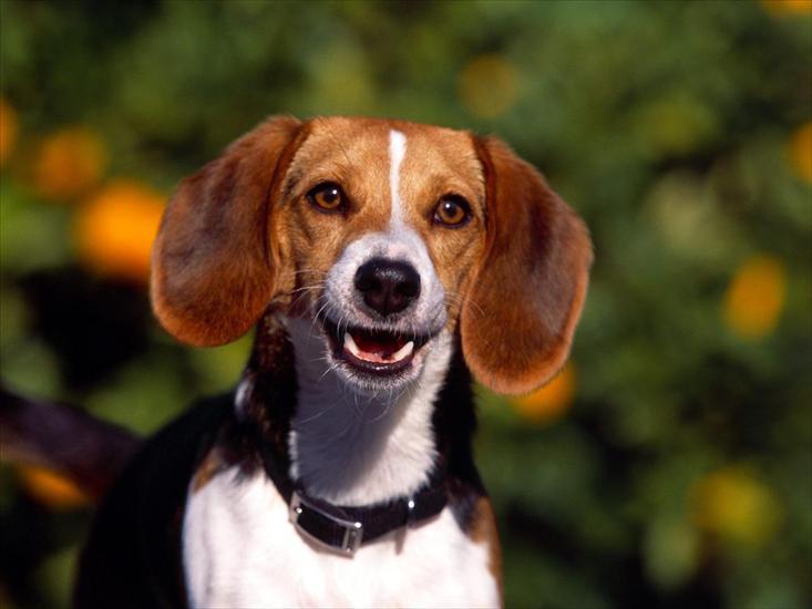 pieski - Regal Beagle.jpg