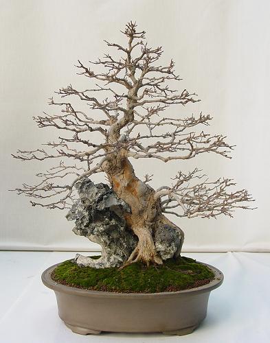 Bonsai - gand-g0102.jpg