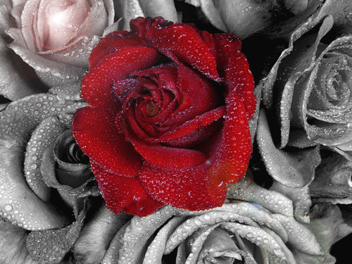 Róże - kwiat_0112.gif
