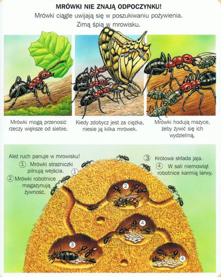 łąka - mrówki.bmp