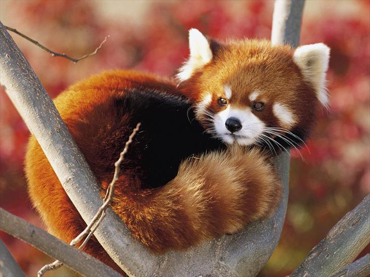 zwierzęta - Cute red panda.jpg
