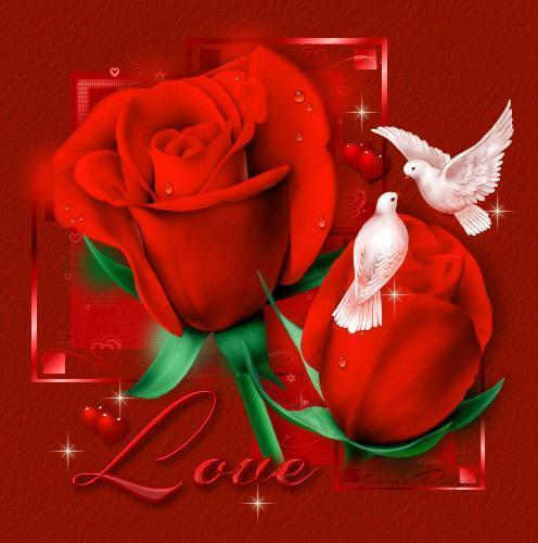 AAA - 9_love_dove_red_rose.jpg