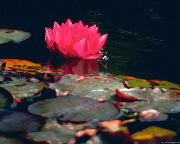 lilia wodna - Lilie wodne 92.jpg