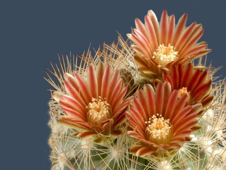Kwitnące kaktusy - Imagen23.jpg