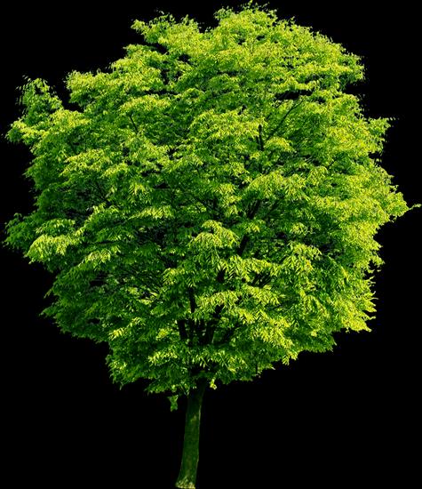 Drzewa i liśćie - arbre-parfum dt-cokana.png