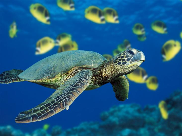 Krajobraz - Green Sea Turtle.jpg