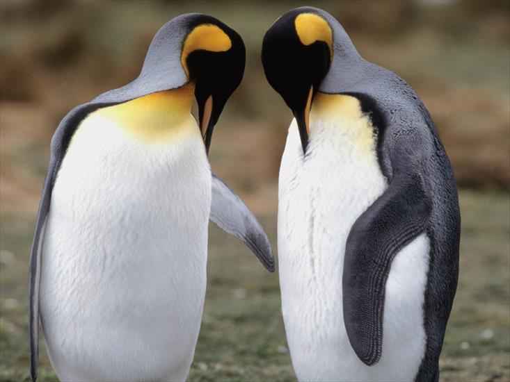 Tapety zwierzęta świat - Tuxedo Check, King Penguins.jpg