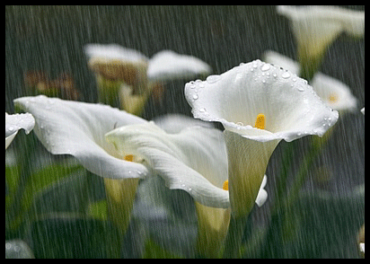 Kwiaty w deszczu 0050 - deszcz.0030.gif