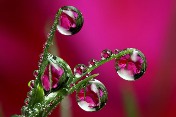 Kwiaty w kropelkach rosy - Keefers_WaterDrops165.jpg