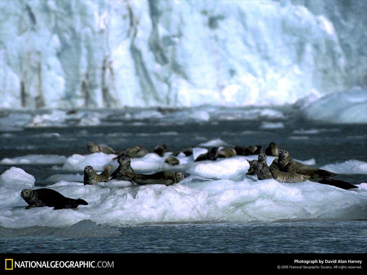 NG09 - Muir Glacier Seals, Alaska, 1983.jpg