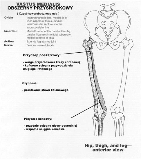 atlas - VastusMedialis copy.jpg