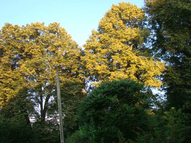 LAS-gatunki drzew - Lipa drobnolistna.jpg