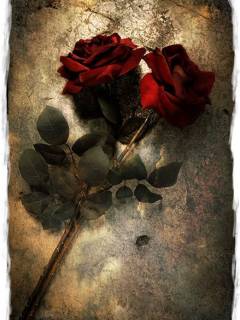 KWIATY - Roses.jpg