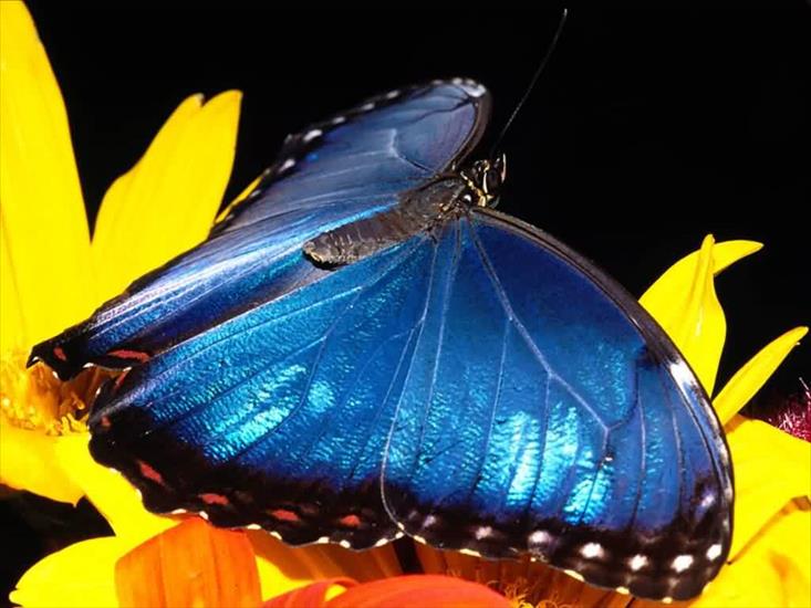 Motyle - motyl 1.jpg