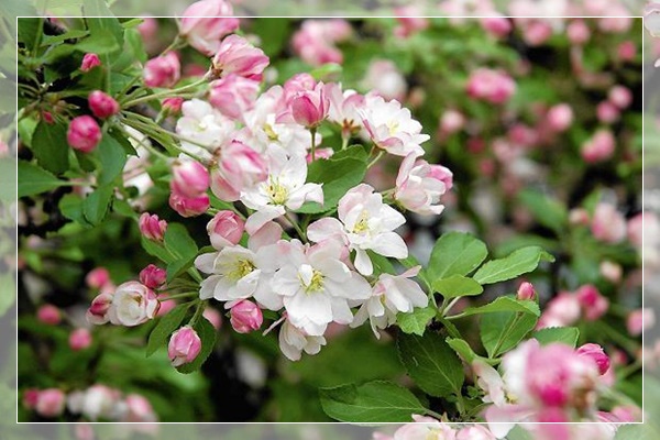 Wiosenne kwiaty_____ - z14041271Q,JABLON-OZDOBNA--VAN-ESELTINE-.jpg