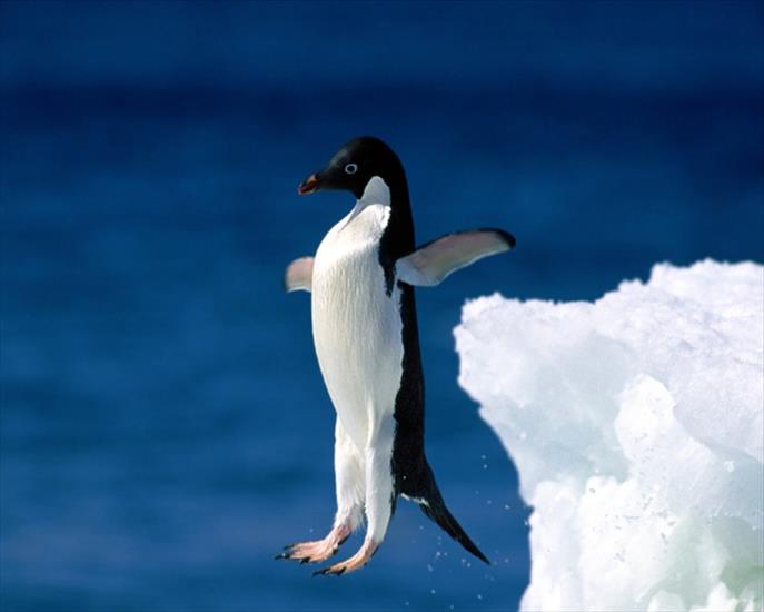 pingwiny - pingwin białooki.jpg