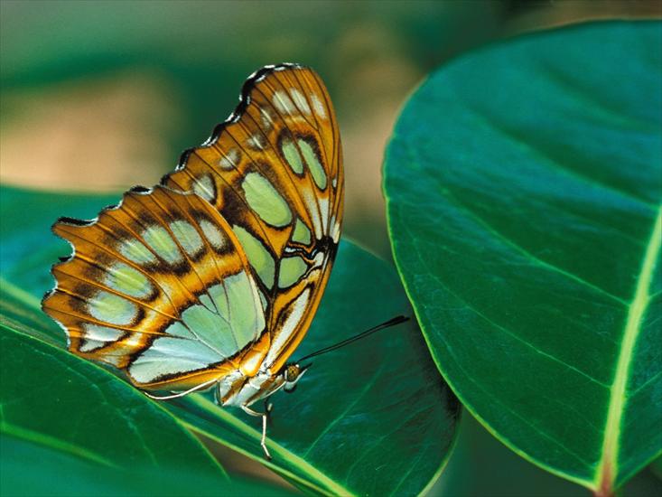 110 Beautiful Butterflies Wallpapers 1600 X 1200 - 94.jpg