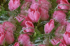 Tła kwiatowe - ChomikImage 6.jpg