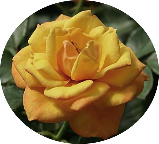 róże 6 - apricot_rose_flower-dsc00489-crop.jpg