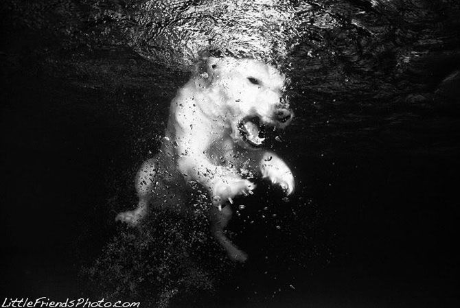 Wodne zwierzęta - sobaka-0023.jpg