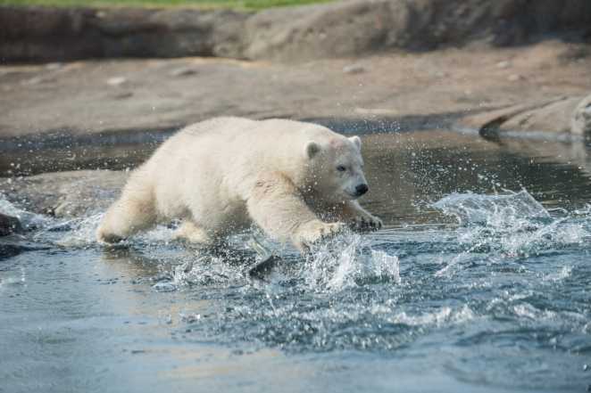  RATUJMY NIEDŹWIEDZIE POLARNE - nora-the-famous-polar-bear-cub-a-662x441-662x441_c.jpg