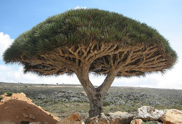 Najdziwniejsze rośliny świata - Dracaena cinnabari.jpg