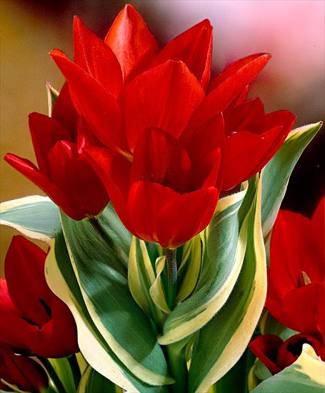  TULIPANY - Tulpen praestans Unicum.jpg