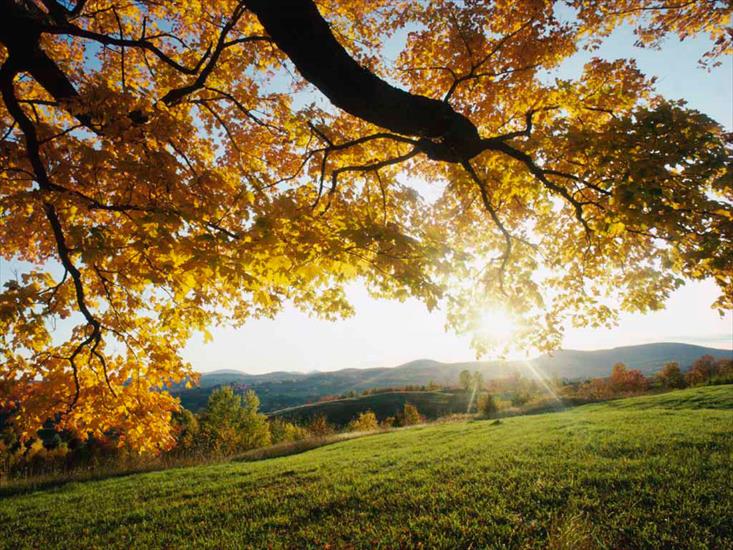 Krajobrazy Natura - Autumn Leaves.jpg
