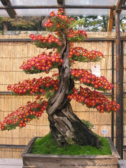 bonsai kwitnące - bonsai.jpg
