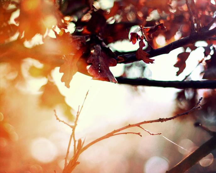 Piękna Złota Jesień - Piękna Złota Jesień_ 182.jpg