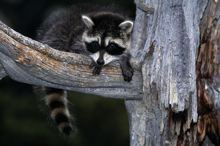 Raccoons - Baby Raccoon.jpg