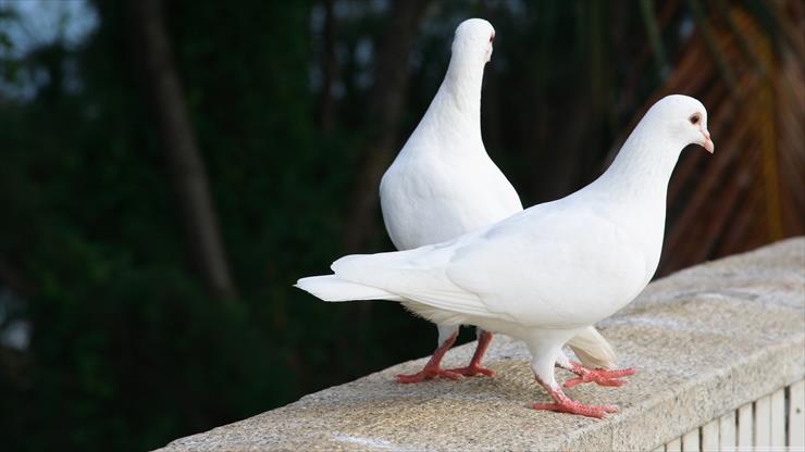 Tapety 4K 3840x2160 - white_pigeons.jpg