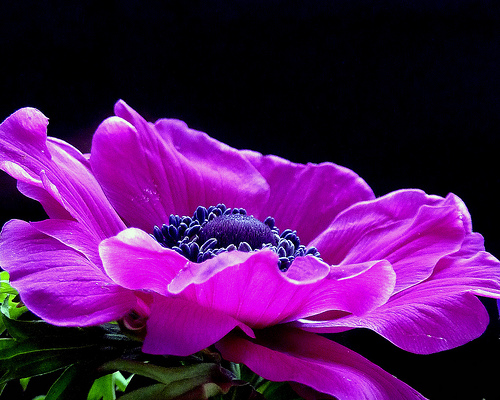 anemony - anemone-flower-7.jpg