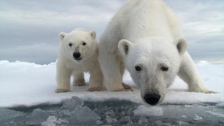 Matczyna Miłość - polar-bear-and-cub.jpg