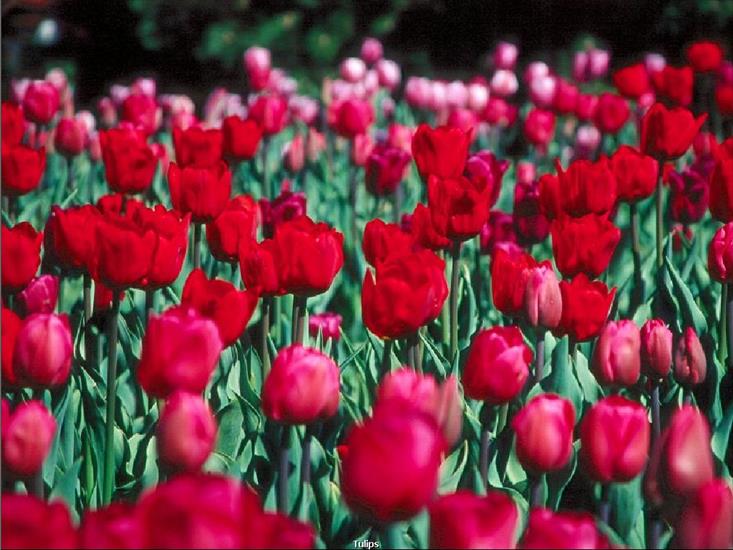 jpg - Tulipan - Tulips.jpg