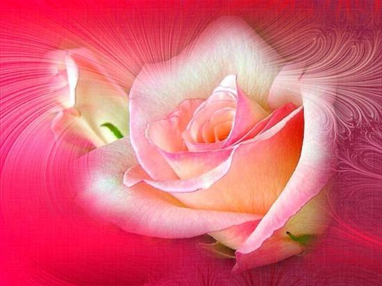 Róża- przepiękny kwiat - 9429156.jpg