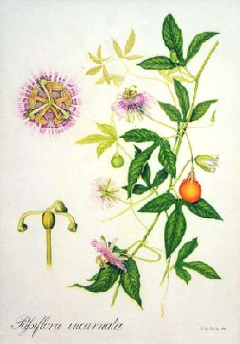 zioła - ilustracje - Passiflora Incarnata - Mczennica cielista 3 Harmina.jpg