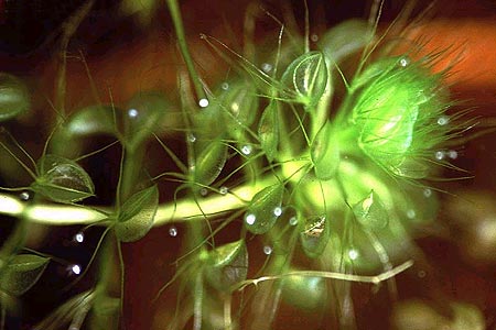 Najdziwniejsze rośliny świata - Aldrowanda pęcherzykowata.jpg