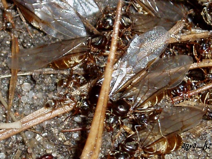 1.Foto Makro - rojenie mrówek 19.07.05.r._001_wm.jpg