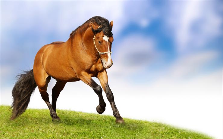 Konie_________piękne konie - Animal_horse_103285.jpg