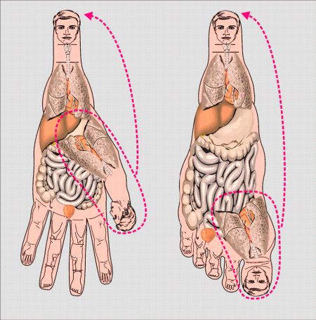 Su-dżok - HAND  FOOT- BODY CORRESPONDENCE CHART 01 FRONT SIDE.jpg