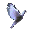 Ptaki - bird4.gif