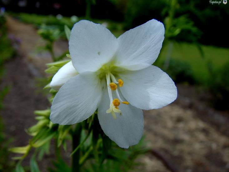 Rosliny - 7655_bialy-kwiat-wielosil.jpg