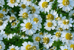 Tła kwiatowe - ChomikImage 164.jpg