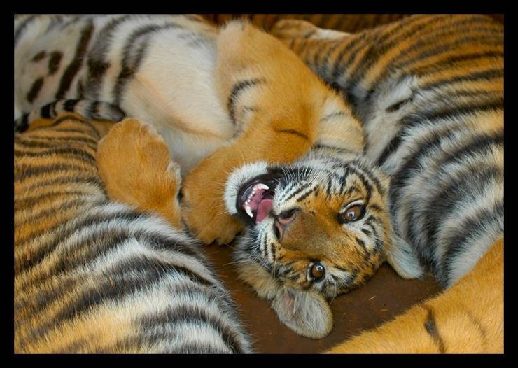 Duuuże koty - tiger-cub.jpg