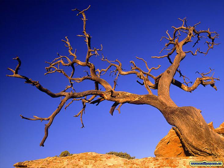 Natura - colorado.jpg