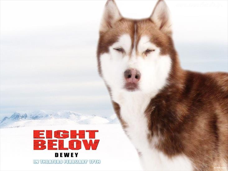 Tapety Filmowe - 36659_pies_eight_below.jpg