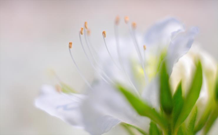 Aero - Aero - White - White Azalea Flower - 5120x3200.jpg