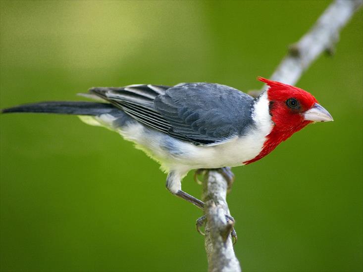 Ptaki - Red-Crested Cardinal, Pantanal, Brazil.jpg