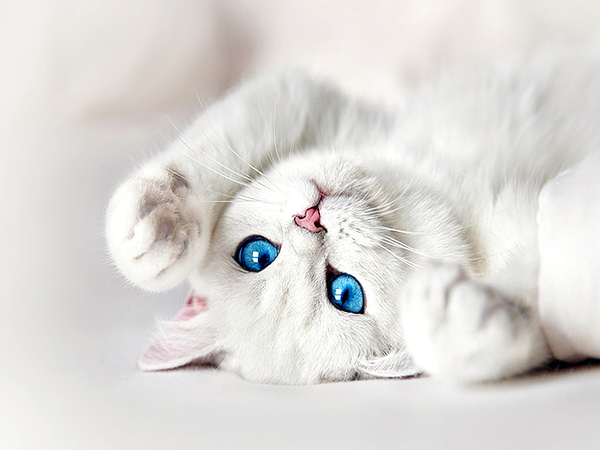  fajne ob - White_Kitten_with_Blue_Eyes_Wallpaper.png